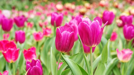 Pink tulip flower in a garden.の写真素材