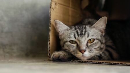 Gray striped cat lying in a box.の写真素材