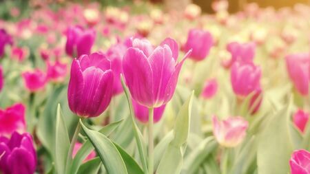 Pink tulip flower in a garden, vintage style.の写真素材