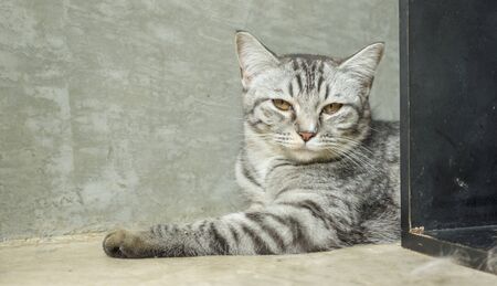 Gray striped cat lying in the room.
