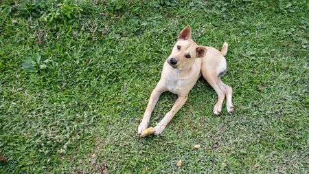 Cute brown dog lying on a grass.の写真素材