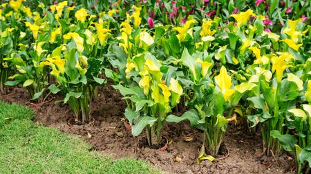 Yellow calla lily flower in a garden.の写真素材