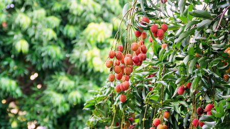 Lychee tree in an orchard.の写真素材
