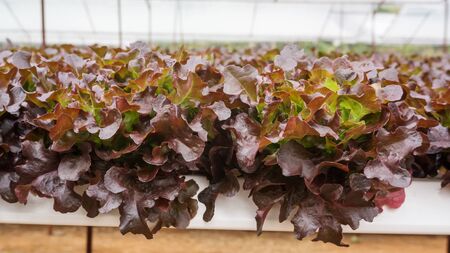 Red oak plant in a hydroponic vegetable garden.