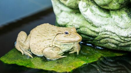 One frog in a pond.の写真素材