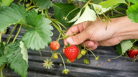Men pick a red strawberry fruit.の写真素材