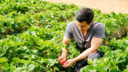 Men pick a red strawberry fruit.の写真素材