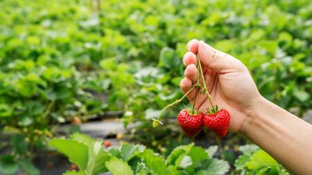 Men pick a red strawberry fruit.の写真素材