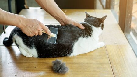 Men brushing a hair of a black and white cat.の写真素材