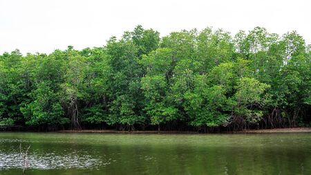 Mangrove forest at Songkhla lake in a south of Thailand.の写真素材