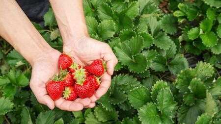 Men pick a red strawberry fruit.の写真素材