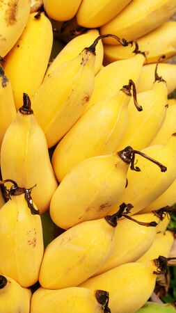 Close up of ripe yellow Pisang Awak banana.の写真素材