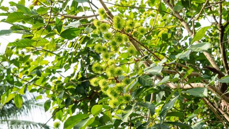 Rambutan tree in an orchard.の写真素材