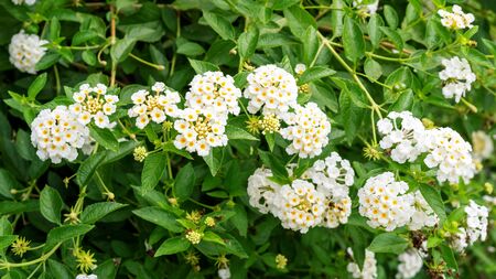 White Lantana camara flower in a garden.の写真素材