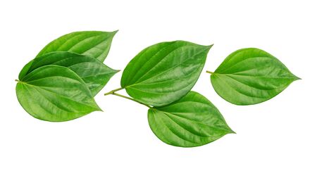 Green betel piper leaf on a white background.の写真素材