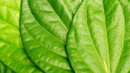 Close up of green betel piper leaf for a background.の写真素材