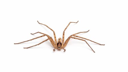 Close up of a banana spider on a white background.の写真素材