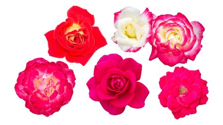 Pink roses isolated on a white background.の写真素材