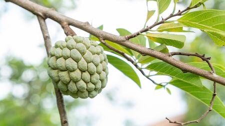 Custard apple fruit in an orchard.の写真素材