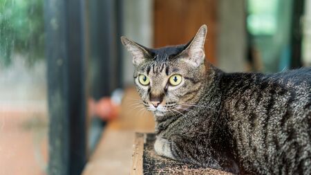 Gray striped cat lying in the room.の写真素材