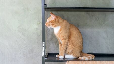 Cute red cat sitting on shelves.の写真素材