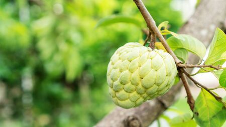 Custard apple fruit in an orchard.