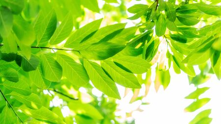 Green custard apple leaves for an abstract background.の写真素材