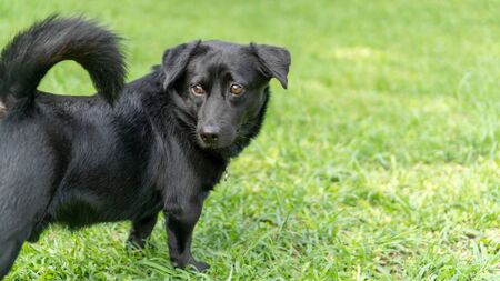 Cute black dog standing on a green grass.の写真素材