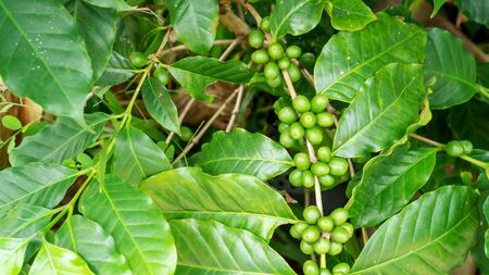 Green arabica coffee bean in a garden.の写真素材