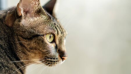 Close up of the face of a cute gray striped cat.の写真素材