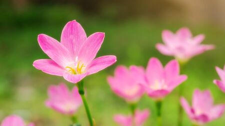 Pink Zephyranthes Lily flower in a garden.の写真素材