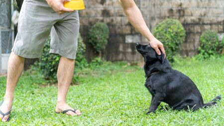 Cute black dog waiting for feeding from man.の写真素材