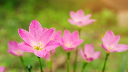 Pink Zephyranthes Lily flower in a garden.の写真素材