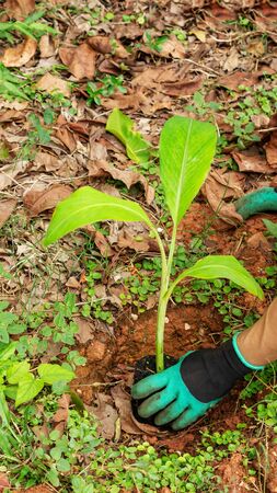 Man planting a young Pisang Awak banana in an orchard.の写真素材