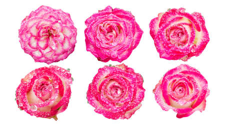 Droplet on pink roses on a white background.の写真素材