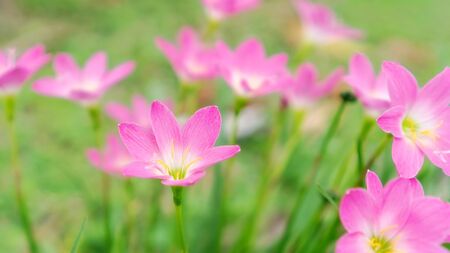 Pink Zephyranthes Lily flower in a garden.の写真素材