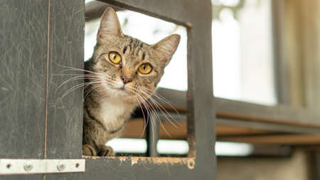 Gray striped cat lying in the room.の写真素材