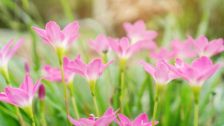 Pink Zephyranthes Lily flower in a garden.の写真素材