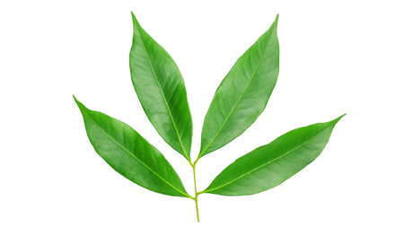 Green lychee leaf on a white background.の写真素材