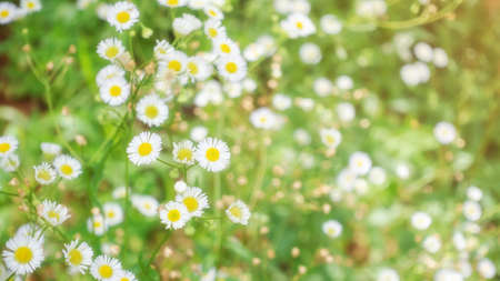 White Daisy flower in a garden.の写真素材