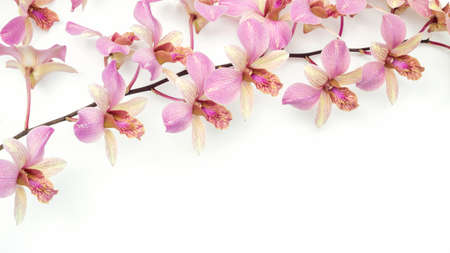 The pink orchid flower on a white background.の写真素材