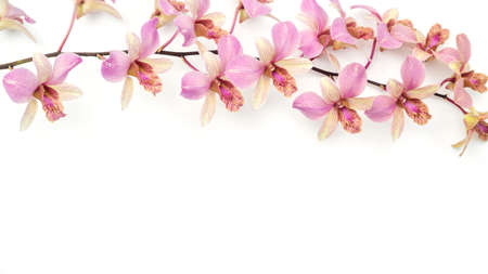 The pink orchid flower on a white background.の写真素材