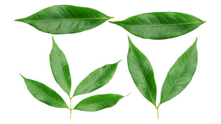 Green lychee leaf on a white background.の写真素材
