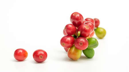 Fresh arabica coffee beans on a white background.の写真素材