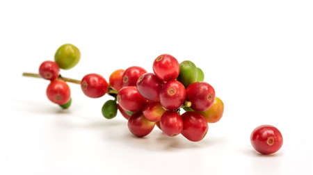 Fresh arabica coffee beans on a white background.の写真素材