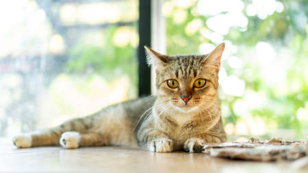 Gray striped cat lying in the room.の写真素材
