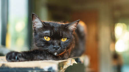 Dark gray striped cat lying in the room.の写真素材