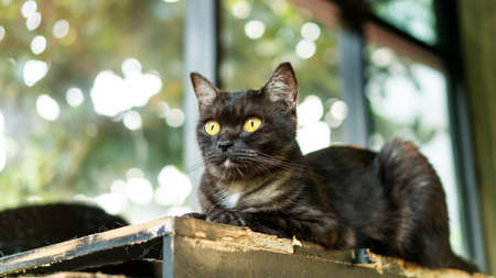 Dark gray striped cat lying in the room.の写真素材