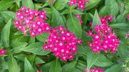 Pink Egyptian starcluster flower in a garden.の写真素材