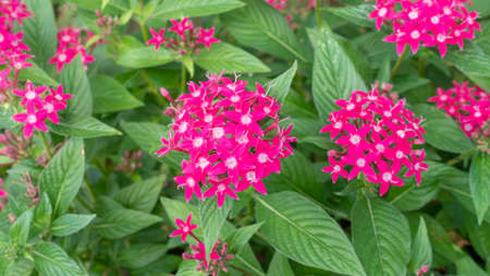 Pink Egyptian starcluster flower in a garden.の写真素材